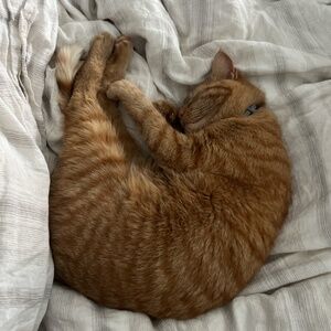 Meet your Posher, vicks